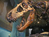 Peck's Rex, skull