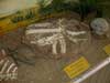 Oviraptor bones (Heyuan Museum)