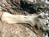 Mamenchisaurus scapula with 6 in. ruler