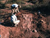 Stephen Begin and Andy Irvine excavating a large bone