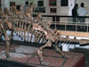 Stegosaurus at Lufeng museum